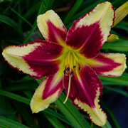 Monkey king Daylily